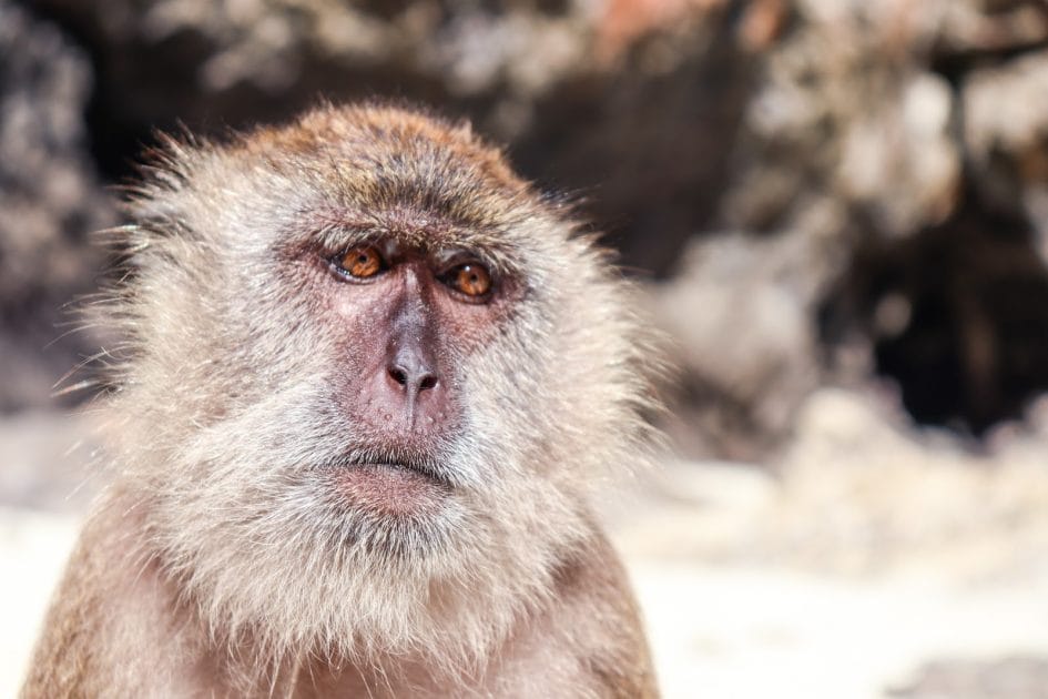 Las mejores islas de Tailandia para visitar Mono en la Monkey Beach de Phi Phi Don