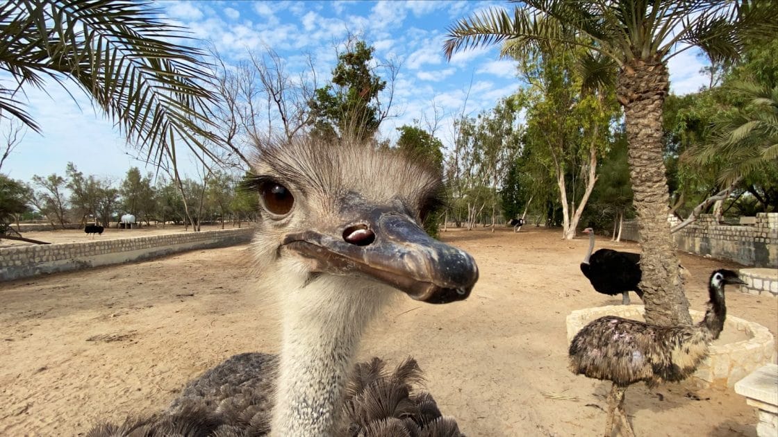 Manama, capital de Baréin Aves en Al Areen