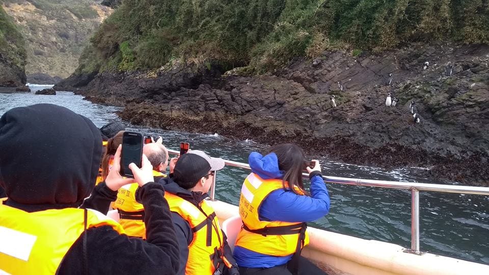 Turismo en Isla Chiloé Excursión en barco para observar pingüinos
