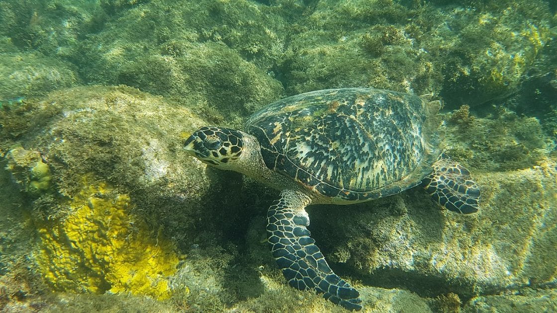 Turismo en isla Guadalupe Tortuga en Reserva Cousteau. Antoine Cupial, CC BY SA 4.0 Turismo en isla Guadalupe Tortuga en Reserva Cousteau