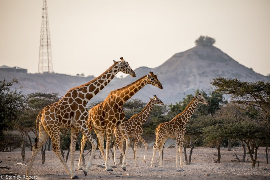 Viaje a Emiratos Árabes Unidos Jirafas en Sir Bani Yas Island