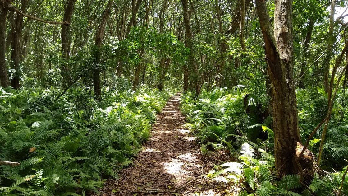Circuito por Zanzíbar en 10 días Sendero en Jozani Forest