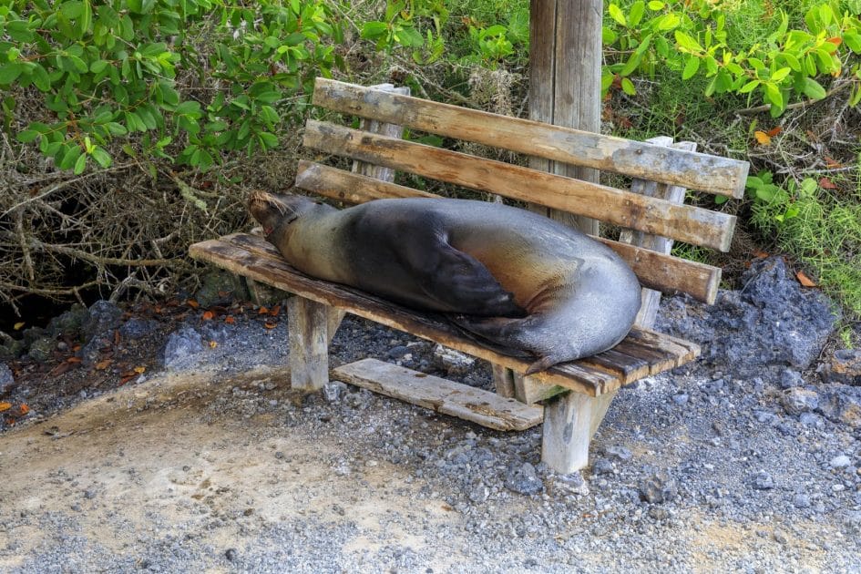 Turismo en Ecuador León marino descansando en Tintoreras. Foto de Google Maps de Ludomir B Turismo en Ecuador León marino descansando en Tintoreras. Foto de Google Maps de Ludomir B
