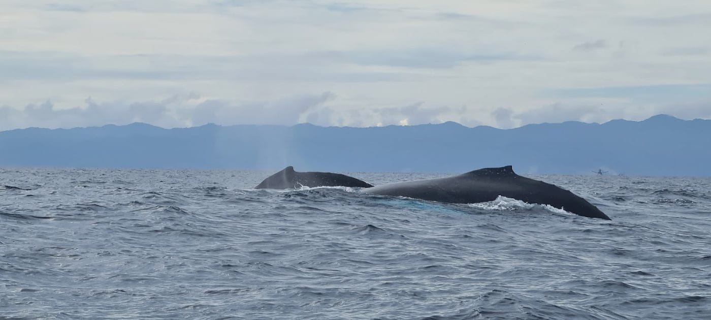Turismo en Ecuador Observacion de ballenas jorobadas. Foto de Google Maps de warren pearce Turismo en Ecuador Observacion de ballenas jorobadas