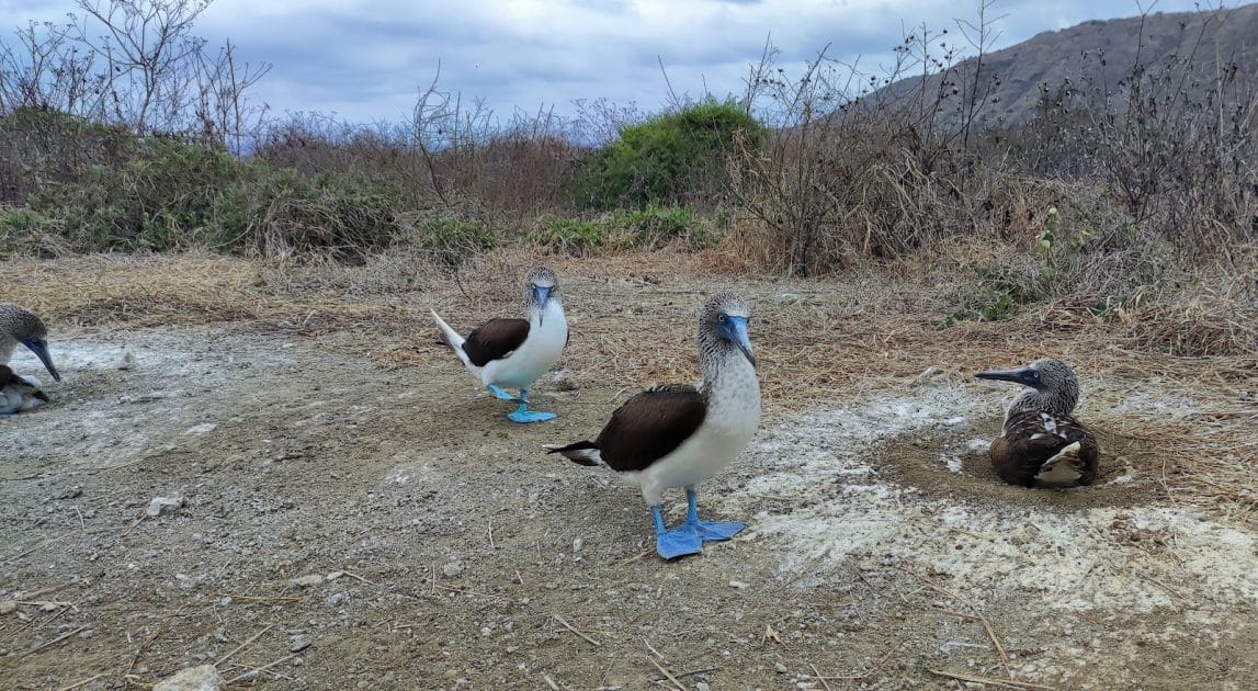 Turismo en Ecuador Piqueros de patas azules en Isla de la Plata. Foto de Google Maps de 霖 Turismo en Ecuador Piqueros de patas azules en Isla de la Plata