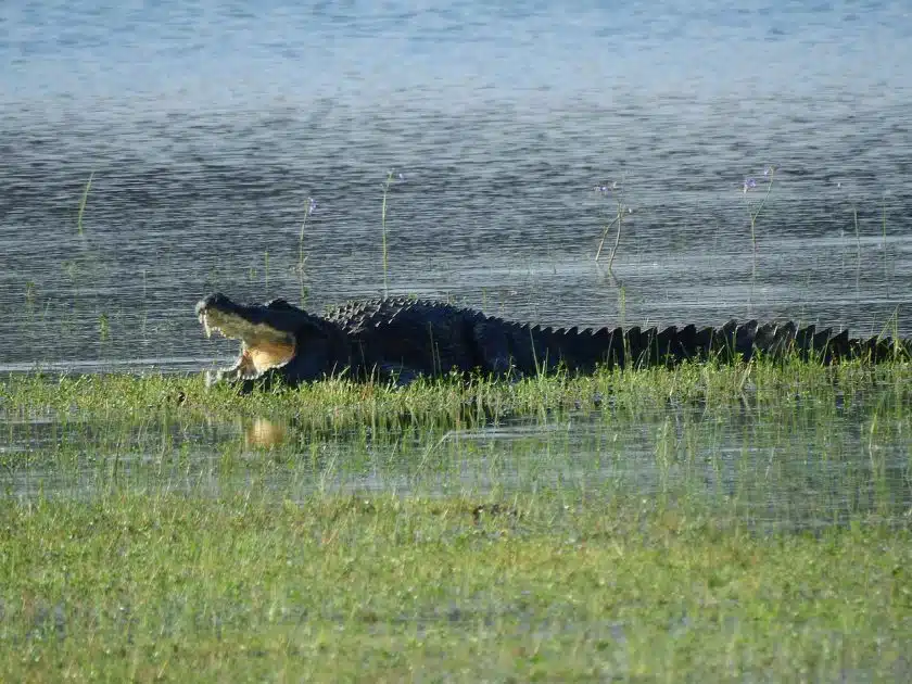Turismo en Sri Lanka Cocodrilo en el Parque Nacional de Wilpattu
