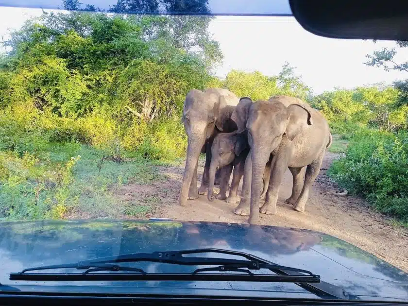 Turismo en Sri Lanka Elefantes en Udalaware National Park