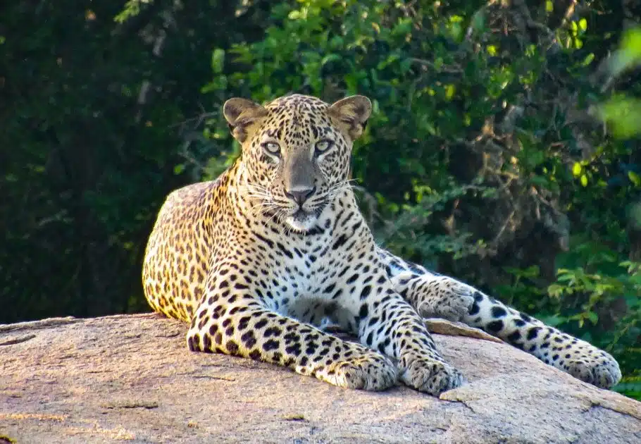 Turismo en Sri Lanka Leopardo en el Parque Nacional de Yala