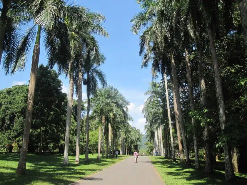 Turismo en Sri Lanka Paseo de Palmeras Reales
