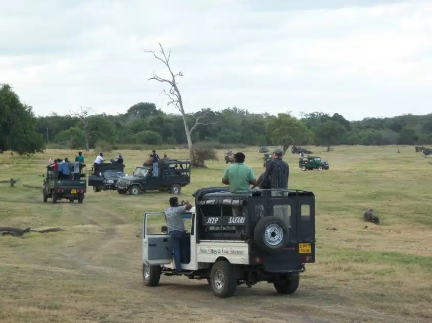 Turismo en Sri Lanka Safari en Minneriya National Park
