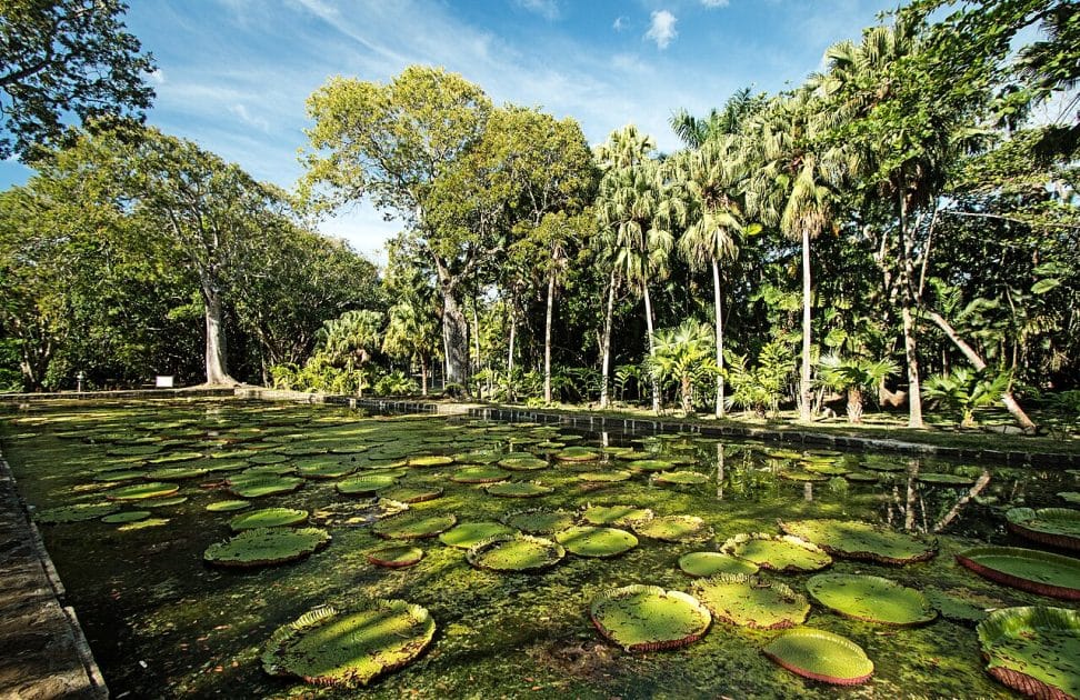 Viaje a Isla Mauricio Nenúfares gigantes. By Lukas voPamplemoussesn Daeniken from Schweiz, CC BY SA 2.0 Viaje a Isla Mauricio Nenúfares gigantes