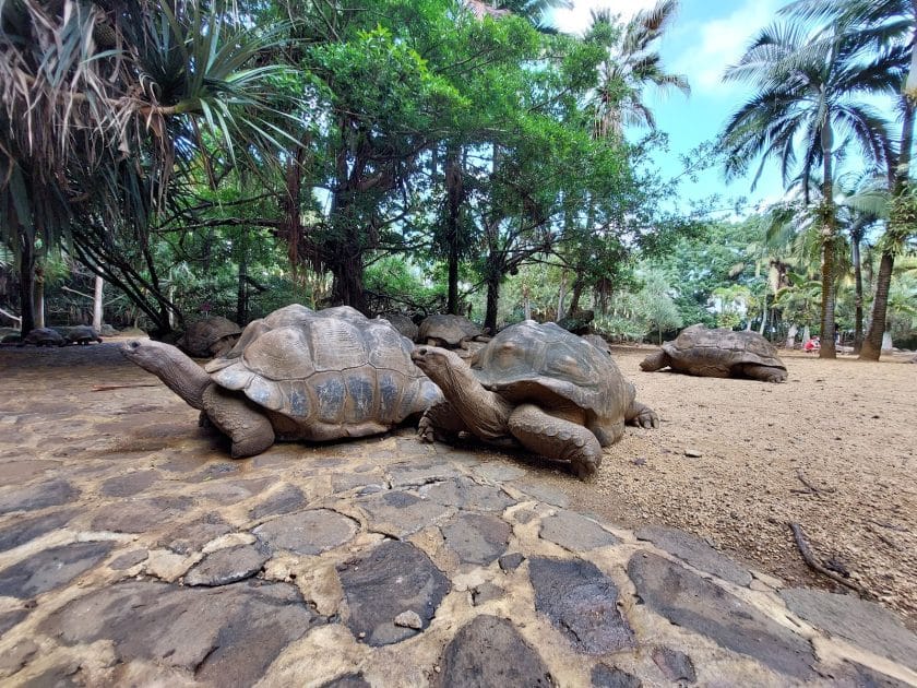 Viaje a Isla Mauricio Tortugas de Aldabra. Foto de Google Maps de T Jorna Viaje a Isla Mauricio Tortugas de Aldabra