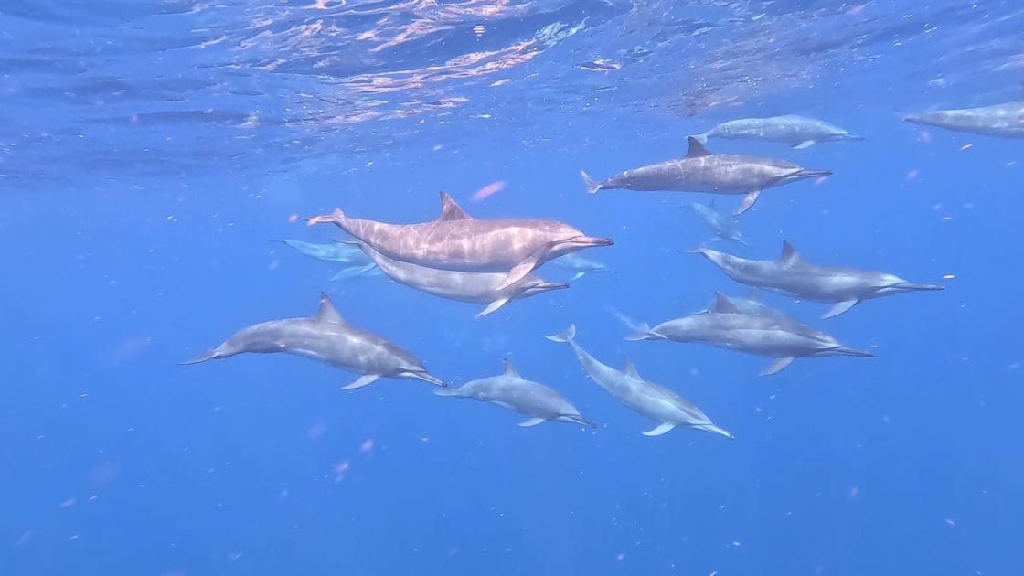 Atractivos turísticos de Dominica Avistamientos de delfines