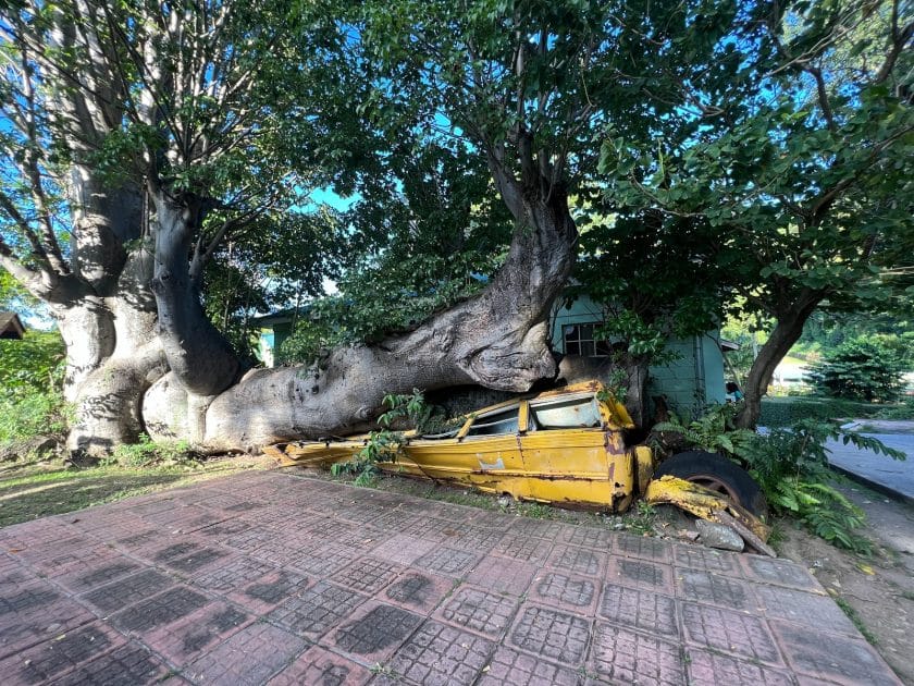 Atractivos turísticos de Dominica Baobab sobre el Hurricane Bus en el Jardín Botánico