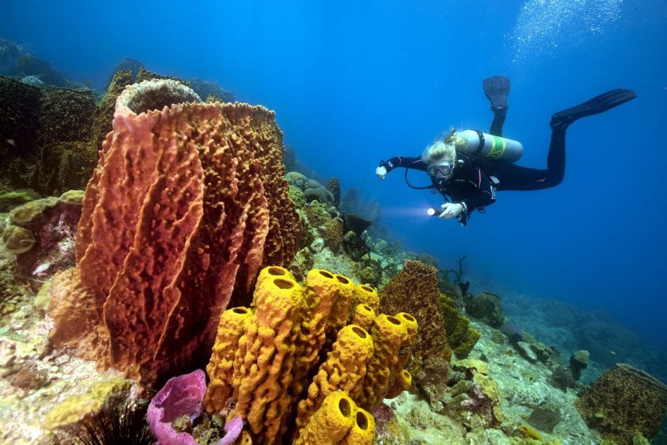 Atractivos turísticos de Dominica Los coloridos corales de Champagne Reef