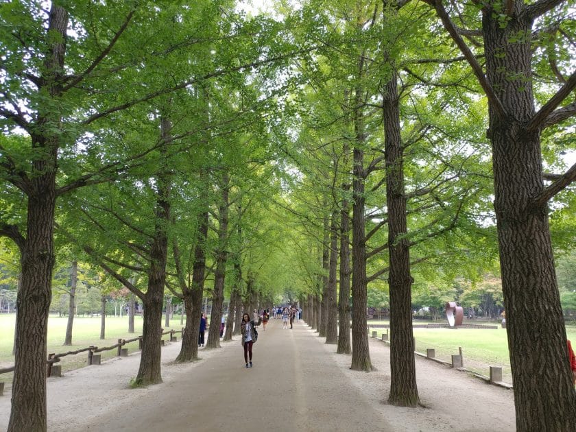 Islas de Corea del Sur Avenida de los ginkgos en Nami. Foto de Google Maps de 목소리큰이원장 Islas de Corea del Sur Avenida de los ginkgos en Nami