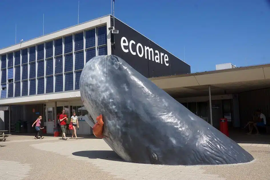 Qué ver en las Islas Frisias - Museo Ecomare