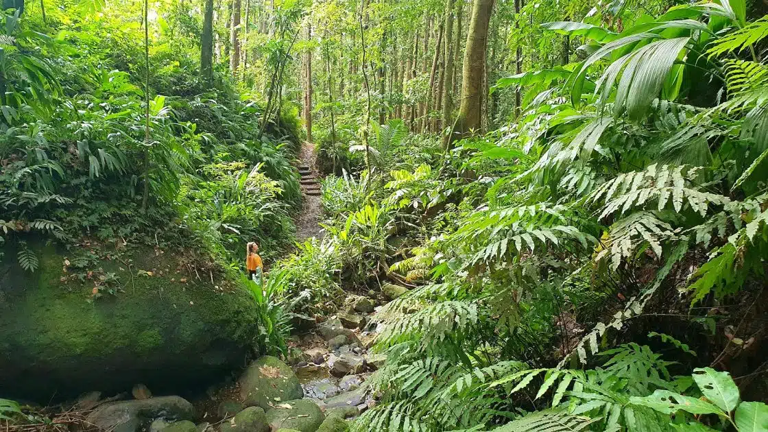 Turismo en San Vicente y las Granadinas Vermont Nature Trail and Rain Forest. Foto de Google Maps de Barnebie Bendersnitsch (Thejosseliss Messbess) Turismo en San Vicente y las Granadinas Vermont Nature Trail and Rain Forest