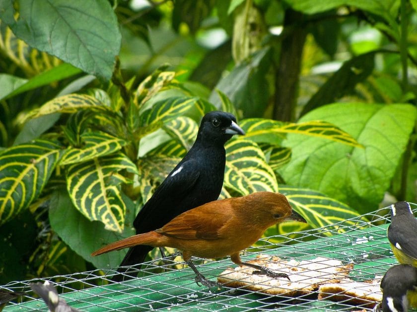 Viajes a Trinidad y Tobago Aves en Asa Wright Nature Centre