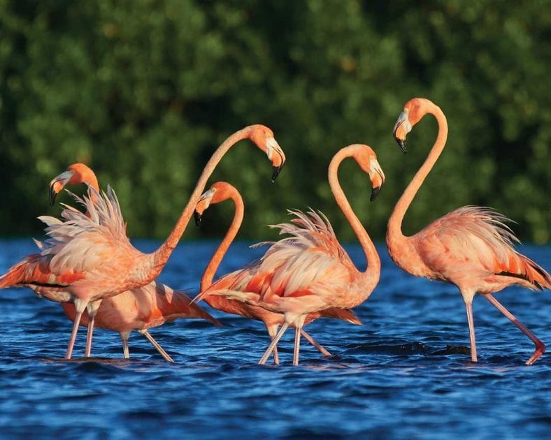 Viajes a Trinidad y Tobago Aves en Caroni