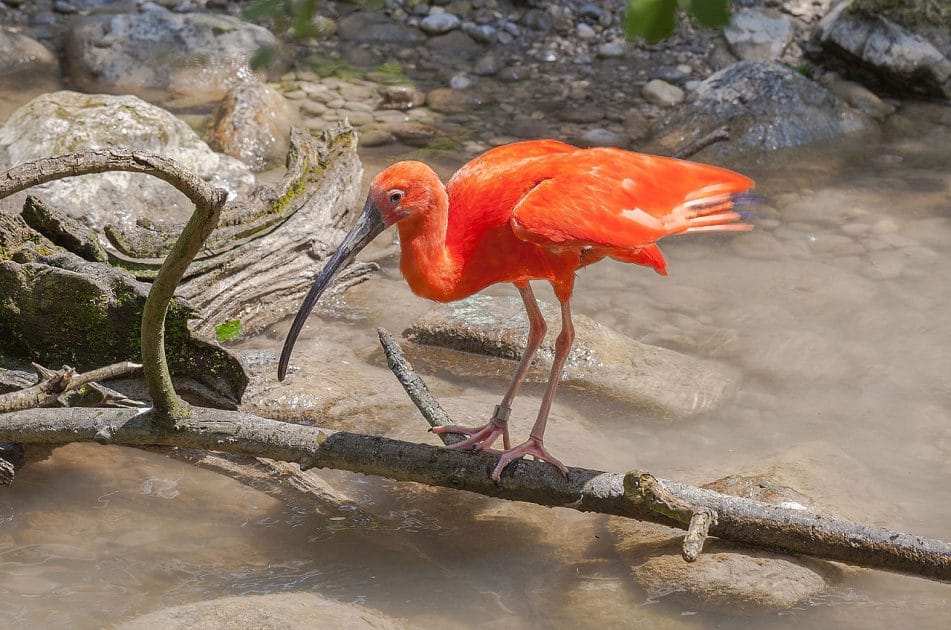 Viajes a Trinidad y Tobago Ibis escarlata