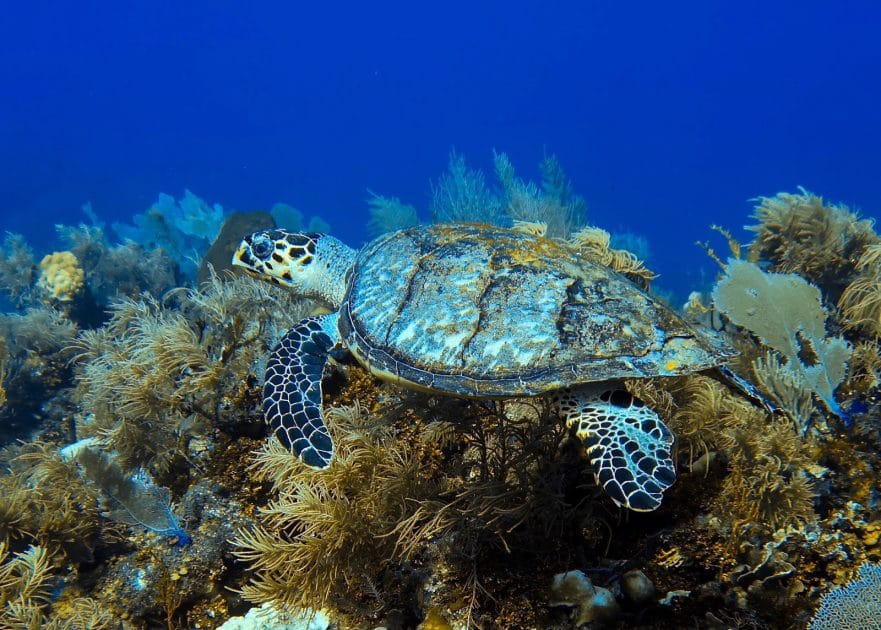 Viajes a las Islas de la Bahía de Honduras Flora y fauna marina en Roatán