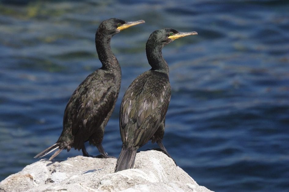 Islas de Galicia para visitar Cormoranes moruños en Islas Cíes. De Javier Albertos Trabajo propio, CC BY SA 4.0 Islas de Galicia para visitar Cormoranes moruños en Islas Cíes.