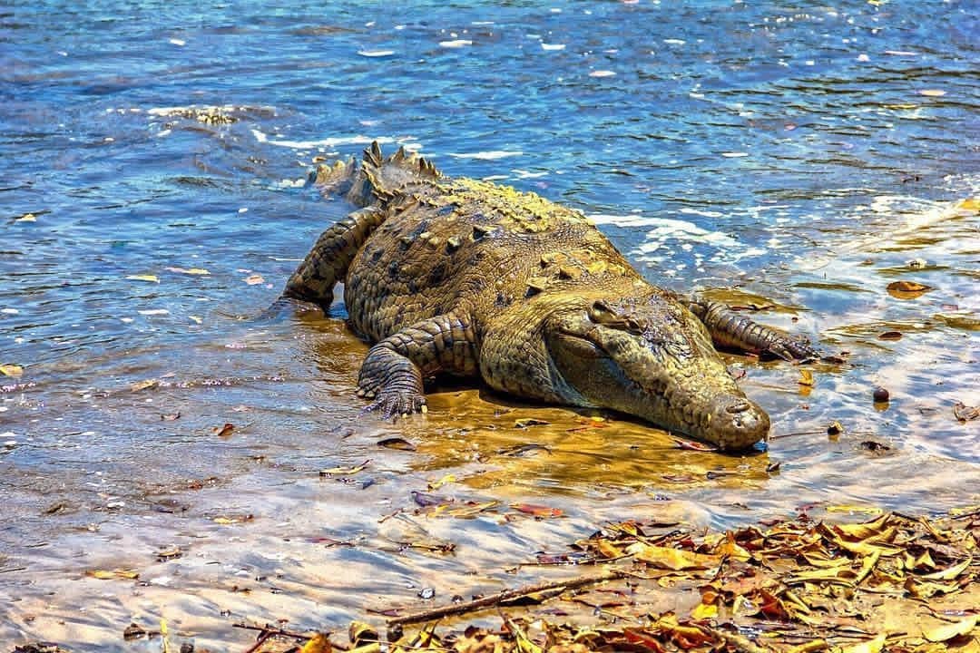 Turismo en Panamá Cocodrilo en Isla de Coiba. Foto de Google Maps de didielpimentel Turismo en Panamá Cocodrilo en Isla de Coiba