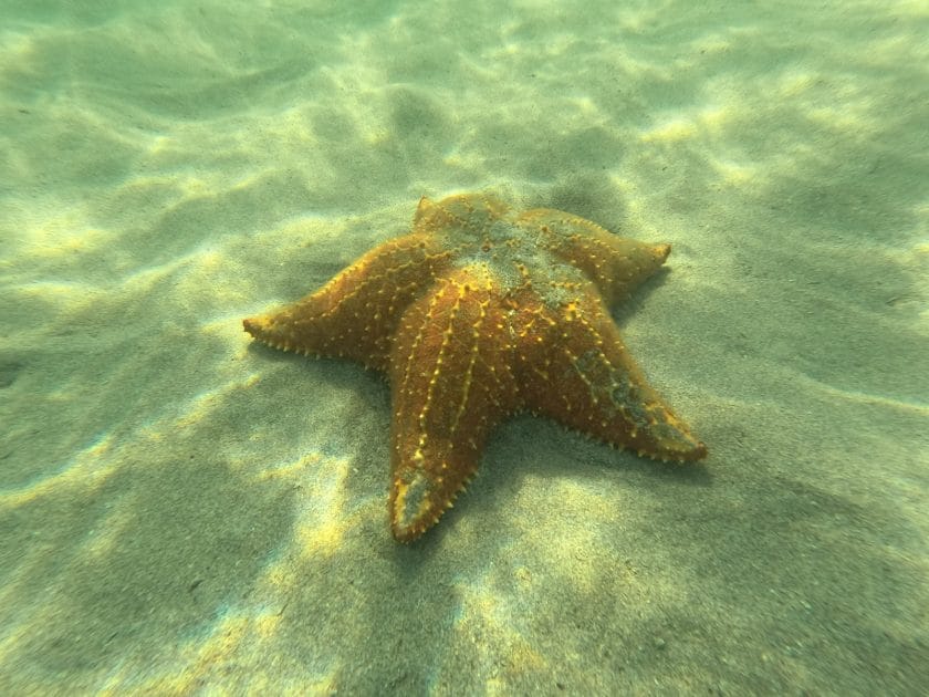 Turismo en Panamá Estrella de mar en Playa Estrella. Foto de Google Maps de Robin Schölhorn Turismo en Panamá Estrella de mar en Playa Estrella