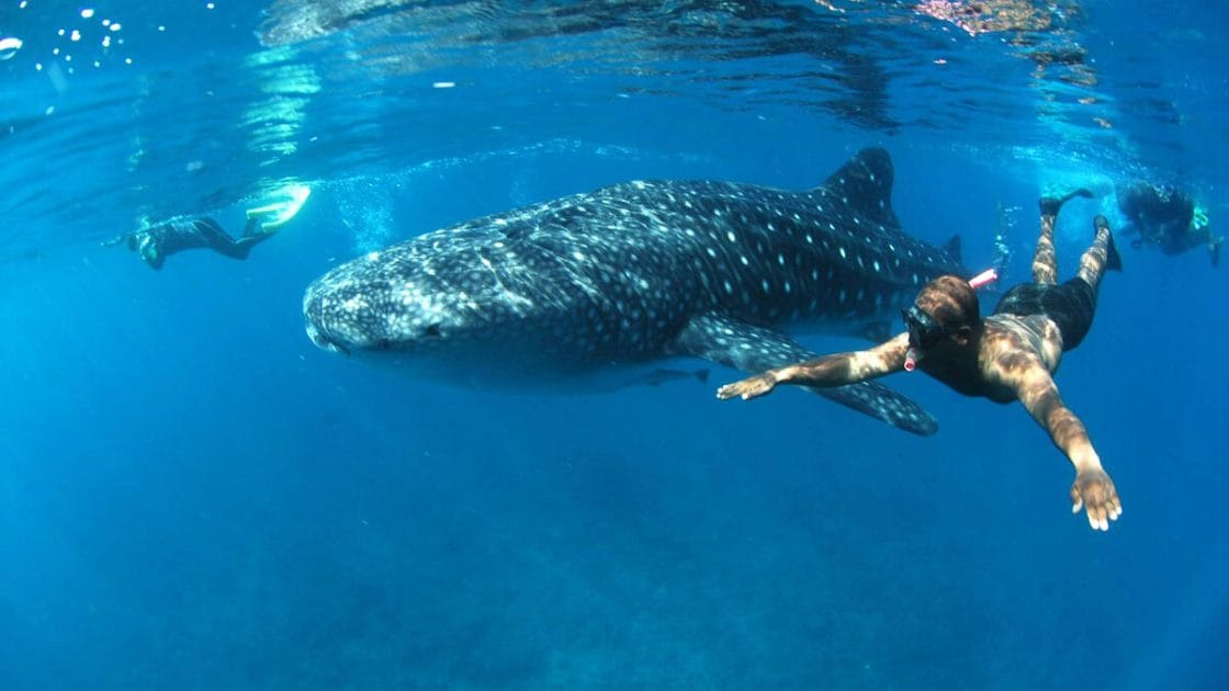 Turismo en Panamá Snorkel con tiburones ballena. Turismo en Panamá Snorkel con tiburones ballena.
