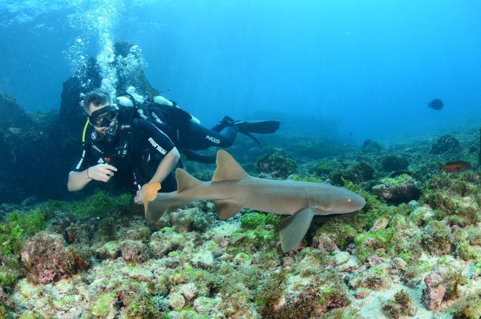 Actividades en Fernando de Noronha Buceo con tiburones de arrecife