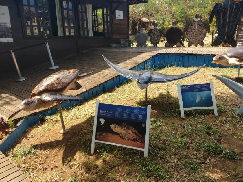 Actividades en Fernando de Noronha Fundación Proyecto Tamar