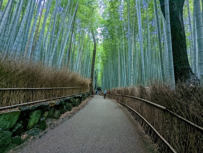 Viaje a Japón en 10 días Bosque de bambú de Arashiyama