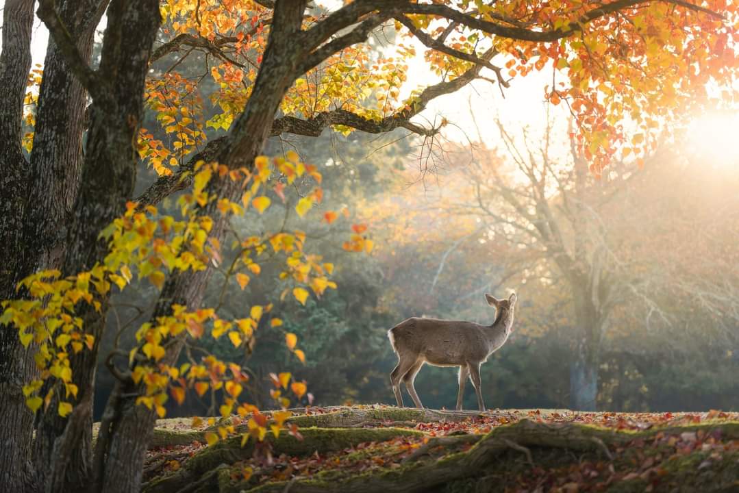 Viaje a Japón en 10 días Ciervo en el Parque de Nara