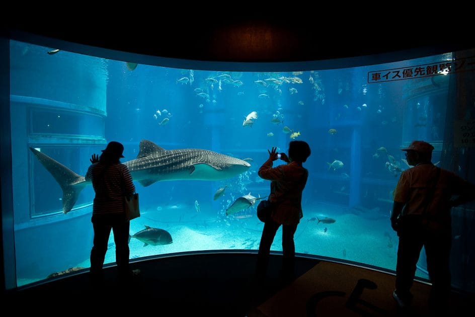 Viaje a Japón en 10 días Tiburón ballena en el Acuario de Osaka.