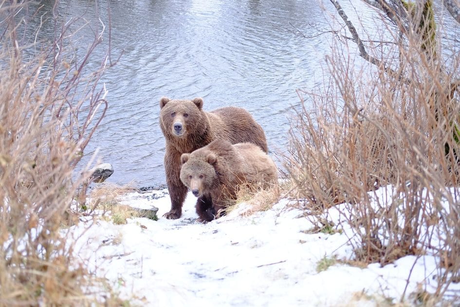 Mejores islas de Estados Unidos Osos Kodiak en Alaska