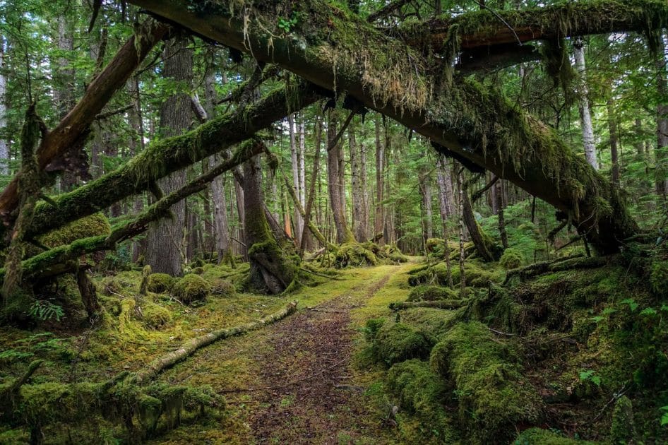 Viajar a Canadá Sendero en el Parque Nacional Gwaii Haanas. Foto de Google Maps de The Travel Hacking Life Viajar a Canadá Sendero en el Parque Nacional Gwaii Haanas
