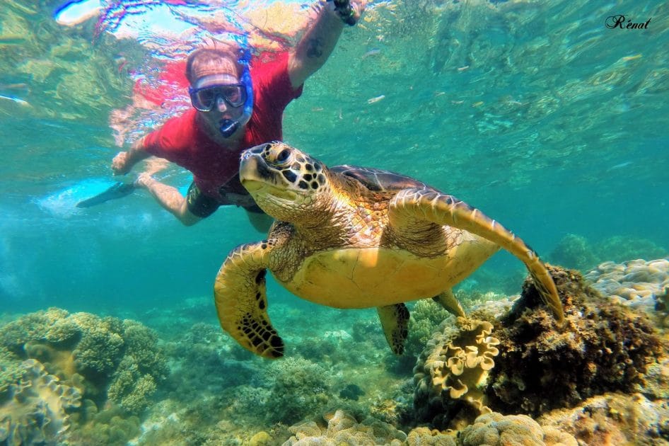 Mejores islas filipinas Snorkel entre tortugas en Apo Island