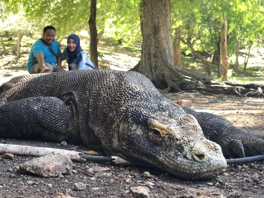 Qué ver en Indonesia, Asia Dragón de Komodo