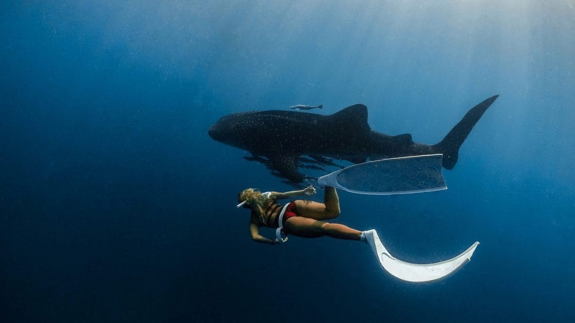 Qué ver en Indonesia, Asia Snorkel con tiburones ballena