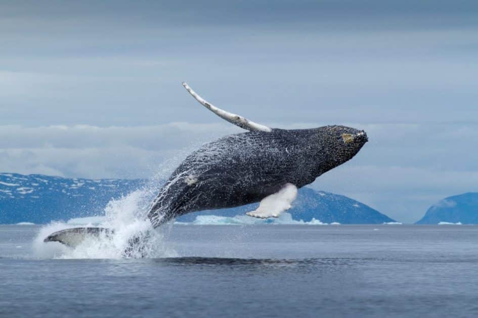 Viajar a Dinamarca Avistamiento de ballenas