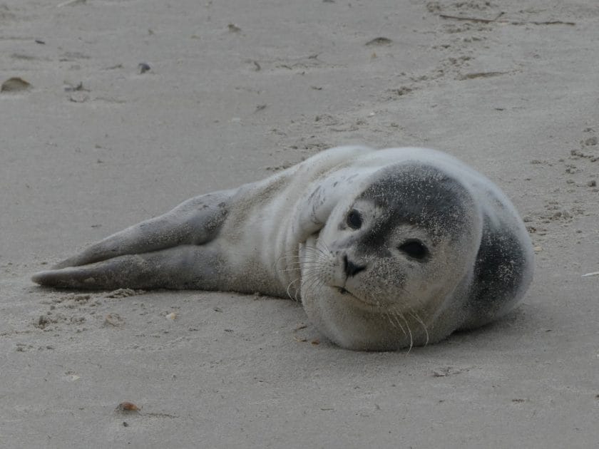 Viajar a Dinamarca Foca en Søren Jessens Sand