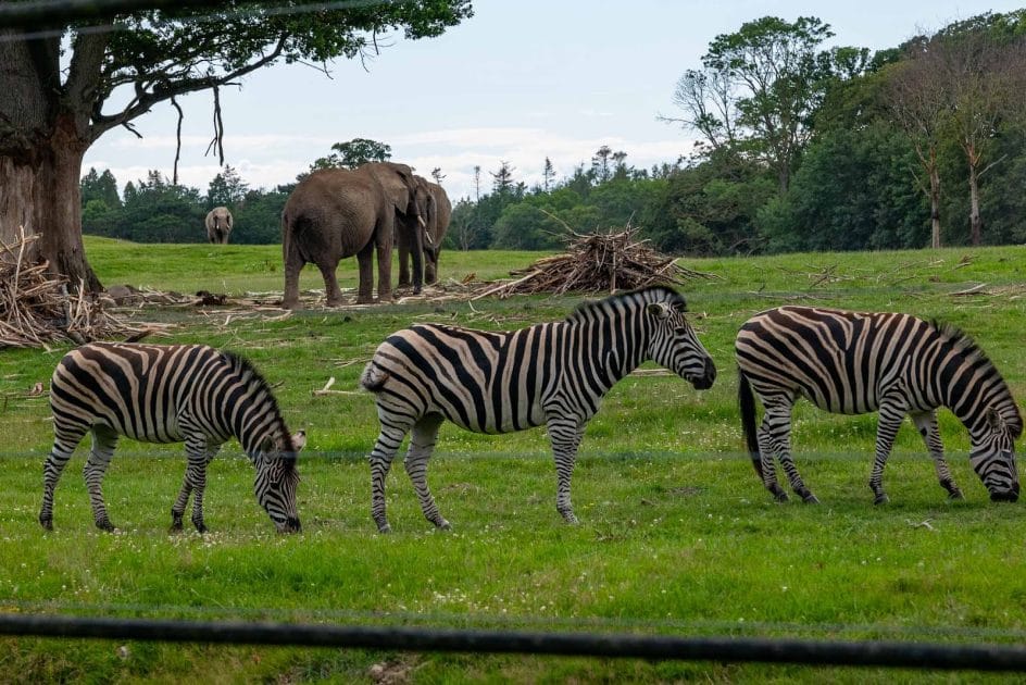 Viajar a Dinamarca Knuthenborg Safaripark