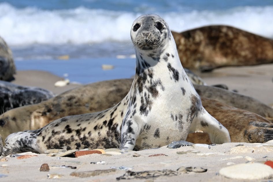 Viaje a Alemania Focas en la isla de Düne