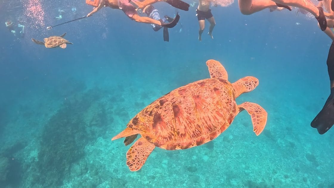 Viaje a Phuket, Tailandia Tortugas en Similan