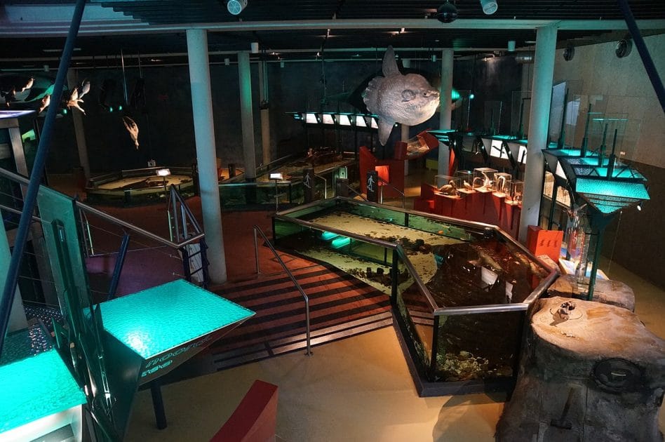 Isla de Texel, Holanda Acuario Ecomare. By Otter Own work, CC BY SA 4.0 Isla de Texel, Holanda Acuario Ecomare