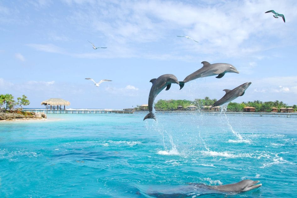 Mejores hoteles en Roatán, Honduras Delfines en Anthony´s Key Mejores hoteles en Roatán, Honduras Delfines en Anthony´s Key
