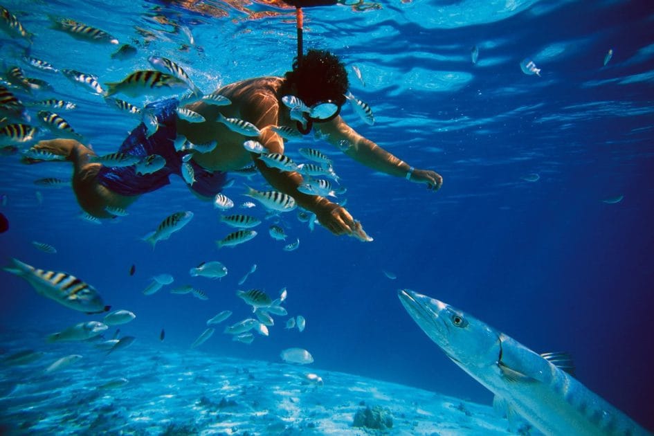 Qué hacer en Cozumel al bajar del crucero Snorkel entre fauna marina. Foto de Excursiones en Riviera Maya