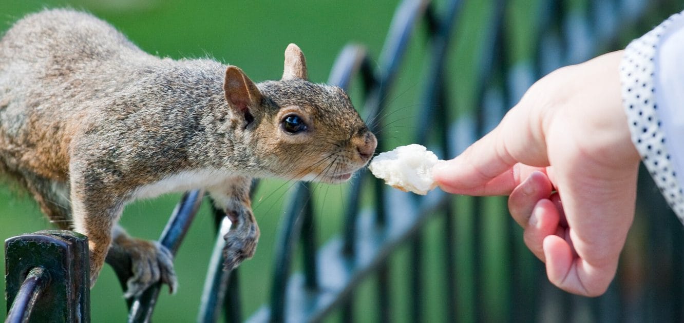 Viajar a Londres con niños Alimentar a ardillas en los parques de Londres. By Baccharus Own work, CC BY 3.0 Viajar a Londres con niños Alimentar a ardillas en los parques de Londres