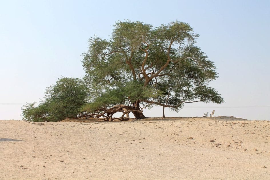 Viaje al Reino de Baréin Árbol de la Vida
